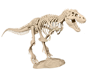 Szkielet dinozaura